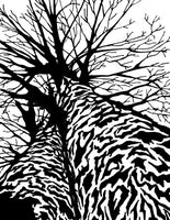 A Tree's Perspective (12pk) - Fabulous Foiling Toner A2 Card Fronts
