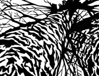 A Tree's Perspective (12pk) - Fabulous Foiling Toner A2 Card Fronts
