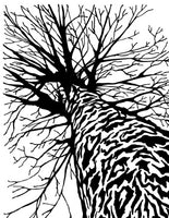 A Tree's Perspective (12pk) - Fabulous Foiling Toner A2 Card Fronts
