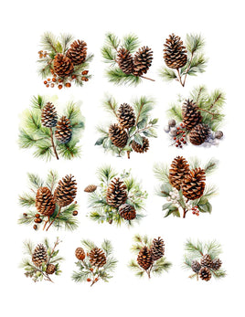 Pinecones Ephemera